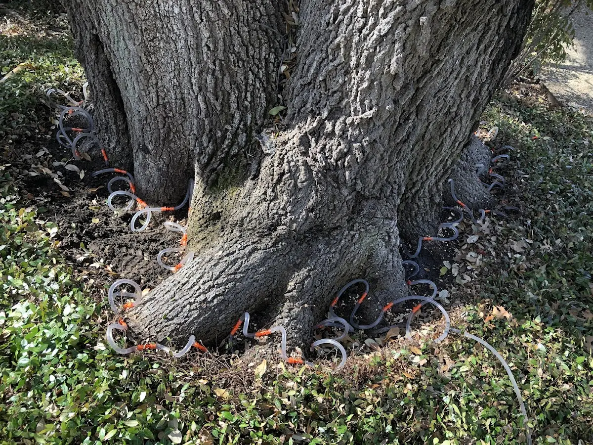 Detailed Tree Cabling and Bracing job site in Earlimart