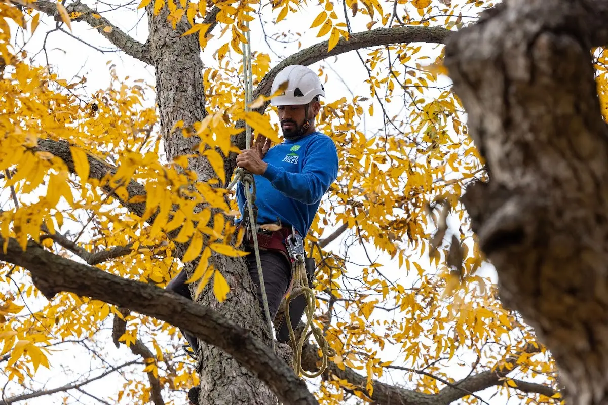 Skilled Tree Planting crew working in Earlimart